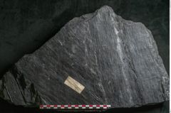 Foto (Detailansicht) von Sigillaria subrotunda Brongniart (NHMW-GEO-2024-0188-11232)